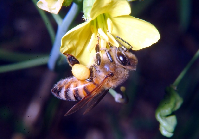 Altri insetti